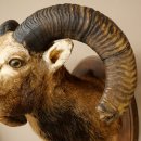 Mufflon (Ovis gmelini musimon) Präparat HL 93,5 cm Kopf Schulter Haupt geschnitztem Trophäenschild 85.12.96