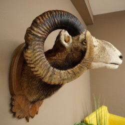 Mufflon (Ovis gmelini musimon) Präparat HL 93,5 cm Kopf Schulter Haupt geschnitztem Trophäenschild 85.12.96