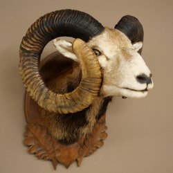 Mufflon (Ovis gmelini musimon) Präparat HL 93,5 cm Kopf Schulter Haupt geschnitztem Trophäenschild 85.12.96