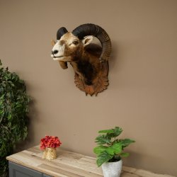 Mufflon (Ovis gmelini musimon) Präparat HL 93,5 cm Kopf Schulter Haupt geschnitztem Trophäenschild 85.12.96