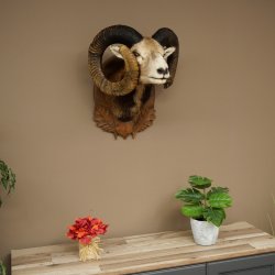 Mufflon (Ovis gmelini musimon) Präparat HL 93,5 cm Kopf Schulter Haupt geschnitztem Trophäenschild 85.12.96