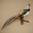 Diamond pheasant bird specimen, height 40 cm, taxidermy...