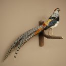 Fagiano diamante Preparato di uccello Altezza 40 cm Preparato tassidermico Preparato di animale 90.272.7