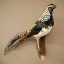 Fagiano diamante Preparato di uccello Altezza 40 cm Preparato tassidermico Preparato di animale 90.272.7