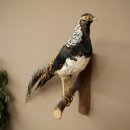 Fagiano diamante Preparato di uccello Altezza 40 cm Preparato tassidermico Preparato di animale 90.272.7