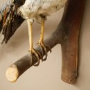 Fagiano diamante Preparato di uccello Altezza 40 cm Preparato tassidermico Preparato di animale 90.272.7