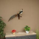 Fagiano diamante Preparato di uccello Altezza 40 cm Preparato tassidermico Preparato di animale 90.272.7