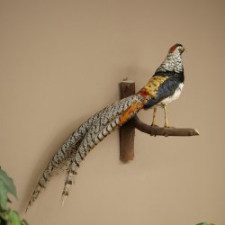 Fagiano diamante Preparato di uccello Altezza 40 cm Preparato tassidermico Preparato di animale 90.272.7