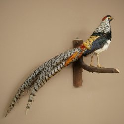 Fagiano diamante Preparato di uccello Altezza 40 cm Preparato tassidermico Preparato di animale 90.272.7