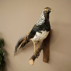 Fagiano diamante Preparato di uccello Altezza 40 cm Preparato tassidermico Preparato di animale 90.272.7