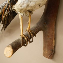 Fagiano diamante Preparato di uccello Altezza 40 cm Preparato tassidermico Preparato di animale 90.272.7