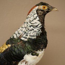 Fagiano diamante Preparato di uccello Altezza 40 cm Preparato tassidermico Preparato di animale 90.272.7