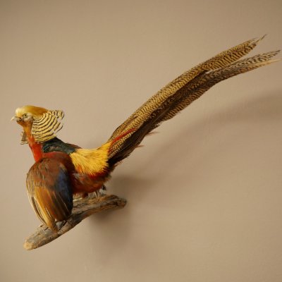 Golden pheasant bird with open wings in flight, stuffed animal specimen 90.4.51