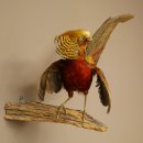 Golden pheasant bird with open wings in flight, stuffed animal specimen 90.4.51
