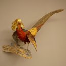 Golden pheasant bird with open wings in flight, stuffed animal specimen 90.4.51