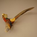 Golden pheasant bird with open wings in flight, stuffed animal specimen 90.4.51