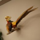 Golden pheasant bird with open wings in flight, stuffed animal specimen 90.4.51
