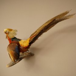 Golden pheasant bird with open wings in flight, stuffed animal specimen 90.4.51