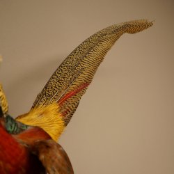 Golden pheasant bird with open wings in flight, stuffed animal specimen 90.4.51