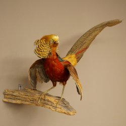Golden pheasant bird with open wings in flight, stuffed animal specimen 90.4.51