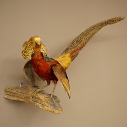Golden pheasant bird with open wings in flight, stuffed animal specimen 90.4.51