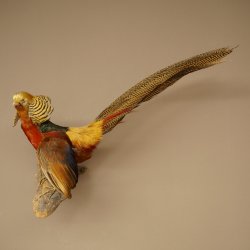 Golden pheasant bird with open wings in flight, stuffed animal specimen 90.4.51