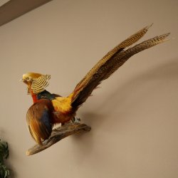 Golden pheasant bird with open wings in flight, stuffed animal specimen 90.4.51