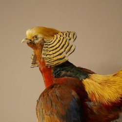 Golden pheasant bird with open wings in flight, stuffed animal specimen 90.4.51