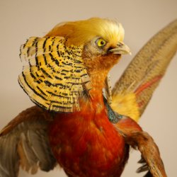 Golden pheasant bird with open wings in flight, stuffed animal specimen 90.4.51