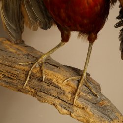 Golden pheasant bird with open wings in flight, stuffed animal specimen 90.4.51