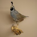 Crested Quail Whole Specimen Bird Specimen Taxidermy Legally Available
