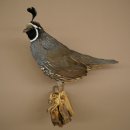 Crested Quail Whole Specimen Bird Specimen Taxidermy Legally Available