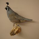 Crested Quail Whole Specimen Bird Specimen Taxidermy Legally Available