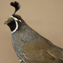 Crested Quail Whole Specimen Bird Specimen Taxidermy Legally Available