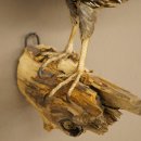 Crested Quail Whole Specimen Bird Specimen Taxidermy Legally Available