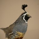 Crested Quail Whole Specimen Bird Specimen Taxidermy Legally Available