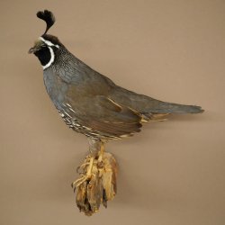Crested Quail Whole Specimen Bird Specimen Taxidermy Legally Available