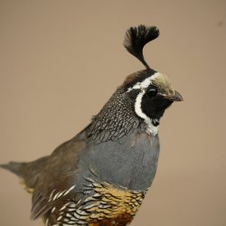 Crested Quail Whole Specimen Bird Specimen Taxidermy Legally Available