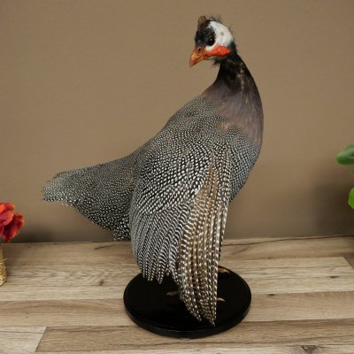 Guinea fowl, chicken, guinea fowl mount, whole mount, mounted bird, decorative, available for sale