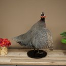 Guinea fowl, chicken, guinea fowl mount, whole mount, mounted bird, decorative, available for sale