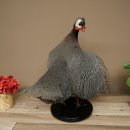 Guinea fowl, chicken, guinea fowl mount, whole mount, mounted bird, decorative, available for sale