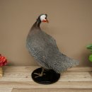 Guinea fowl, chicken, guinea fowl mount, whole mount, mounted bird, decorative, available for sale