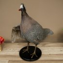 Guinea fowl, chicken, guinea fowl mount, whole mount, mounted bird, decorative, available for sale