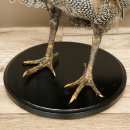 Guinea fowl, chicken, guinea fowl mount, whole mount, mounted bird, decorative, available for sale