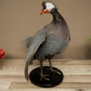 Guinea fowl, chicken, guinea fowl mount, whole mount, mounted bird, decorative, available for sale