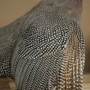 Guinea fowl, chicken, guinea fowl mount, whole mount, mounted bird, decorative, available for sale