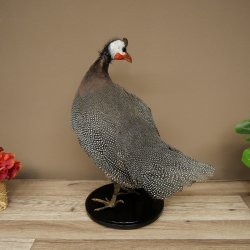 Guinea fowl, chicken, guinea fowl mount, whole mount, mounted bird, decorative, available for sale