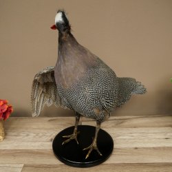 Guinea fowl, chicken, guinea fowl mount, whole mount, mounted bird, decorative, available for sale