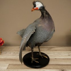 Guinea fowl, chicken, guinea fowl mount, whole mount, mounted bird, decorative, available for sale