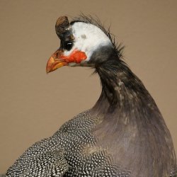 Guinea fowl, chicken, guinea fowl mount, whole mount, mounted bird, decorative, available for sale